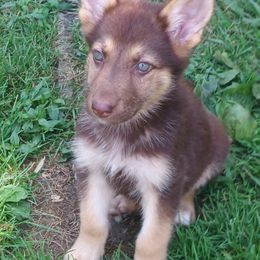 German Shepherd and McNab Puppies from North Star Shepherds