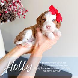 Holly - Red female Bernedoodle puppy in South Jordan, Utah from Wonderful World Doodles