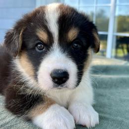 Boone - Black and white male Cardigan Welsh Corgi puppy in Lebanon, Pennsylvania from Long Acre Farm