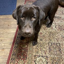 Mistress - Labrador Retriever