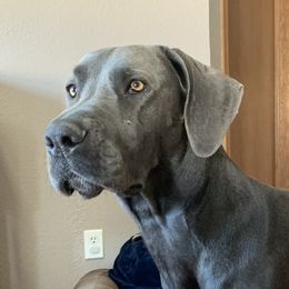 Harley - Great Dane