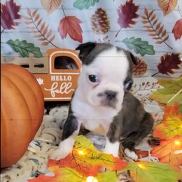 M6 - Black brindle and white male Boston Terrier puppy in Wilson, North Carolina from Chrysco Boston Terriers