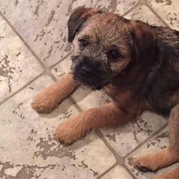 Border Terriers from Ups ‘N Downs Border Terriers