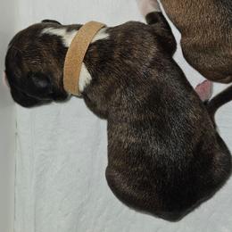 Brown Collar - Brindle male Boxer puppy in Gloucester, Virginia from Keen Boxers