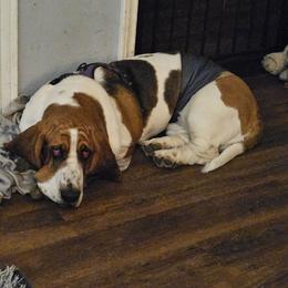 Charlie - Basset Hound