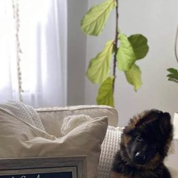 German Shepherd Puppies from Chapel Hill Shepherds