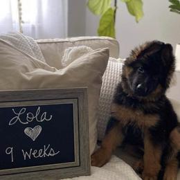 German Shepherd Puppies from Chapel Hill Shepherds