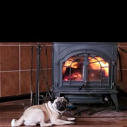 Pug Puppies from Vaubel Country Pugs