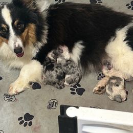 Alayna - American Corgi