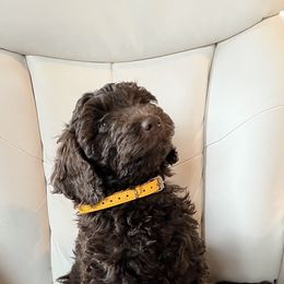 Goldendoodle Puppies from Dream Lake Doodles