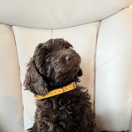 Goldendoodle Puppies from Dream Lake Doodles