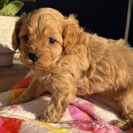 Matcha - Red male Cavapoo puppy in Ocala, Florida from Clad Doodles