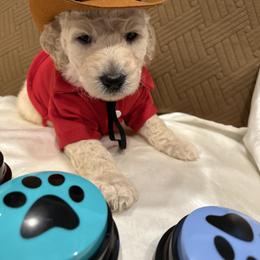 Noel - White male Poodle puppy in Mobile, Alabama from Semmy’s Standard Poodle LLC