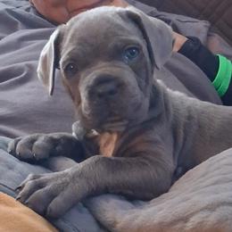 Princess - Gray female Cane Corso puppy in Orrum, North Carolina from Dream Team Kennels