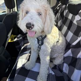 Paisley - Bernedoodle