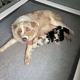 Aussiedoodle and Bernedoodle Puppies from North 40 Doodles