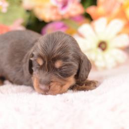 Holiday -- AKC, Import, Health Tested champion lines - Chocolate and tan male Dachshund puppy in Neosho, Missouri from A Walk In The Park