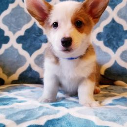 American Corgi and Pembroke Welsh Corgi Puppies from Whimsical Treasure Corgis