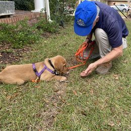 Labrador Retriever Puppies from Spring Water Labs of the Carolinas