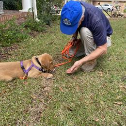 Labrador Retriever Puppies from Spring Water Labs of the Carolinas