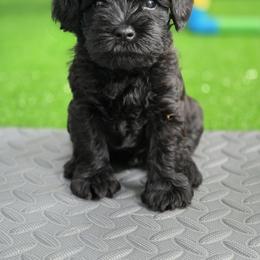 Miniature Schnauzer Puppies from Kateryna's Miniature Schnauzers