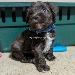 AKC liver boy 3 (brite blue collar) - Liver male Miniature Schnauzer puppy in Greencastle, Indiana from Tiny Tushy Lodge
