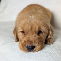 Blue collar boy - Dark golden male Golden Retriever puppy in Utah from Deseret Peak Goldens
