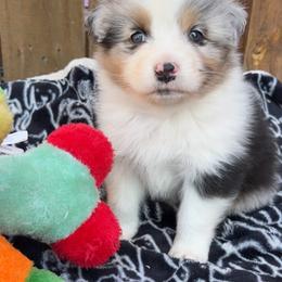 Buzz - Blue merle male Australian Shepherd puppy in Kearney, Nebraska from Helix Aussies