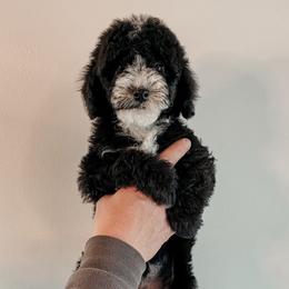 Chadd - Black and white male Sheepadoodle puppy in Wabash, Indiana from DOODCompany