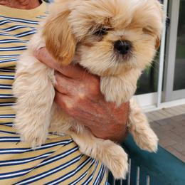Sky Blue - Sable and white male Shih Tzu puppy in Yorba Linda, California from AKC Registered Purebred Shihtzus