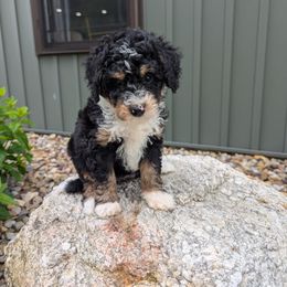 Zoey F1b mini - Tri-color female Bernedoodle puppy in Beach City, Ohio from Blue Cloud Doodles