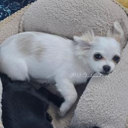 Athena - Cream and white female Chihuahua puppy in El Paso, Texas from JVJ Chihuahua