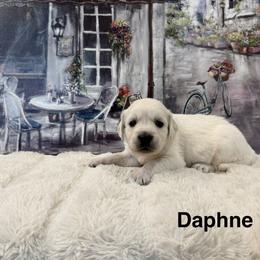 Daphne - Light golden female Golden Retriever puppy in Conroe, Texas from Tails of Cypress