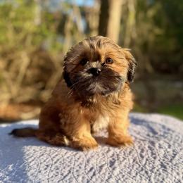 Grant - Brindle male Shih Tzu puppy in Wakefield, Rhode Island from Shih Tzu Companions in Rhode Island