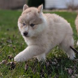 Twix - Red and white male Siberian Husky puppy in Coshocton, Ohio from Wyant Farms