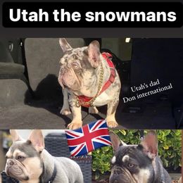 French Bulldog All Grown Up from Beau's French Bulldogs