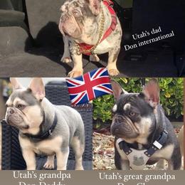 French Bulldog All Grown Up from Beau's French Bulldogs