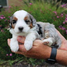 Honey - Blue merle female Bernedoodle puppy in Eagle Mountain, Utah from Fur Real Puppies.