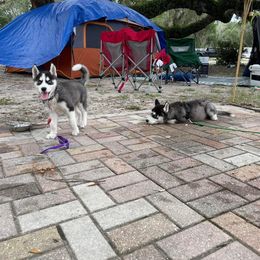 Siberian Husky Puppies from Milly's Showline Pets