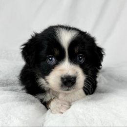 Ginger snap - Black tri female Miniature Australian Shepherd puppy in Bedias, Texas from JSK Aussie and Cavaliers