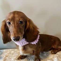 Boy 3 - male Dachshund puppy in Omaha, Nebraska from Colorful Dachshunds