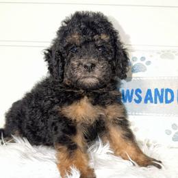 Patriot - Wavy Coat - Tri-color female Bernedoodle puppy in Beecher, Illinois from Erica’s Doodles