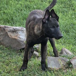 Dutch Shepherd Puppies from Acadia CanineTM