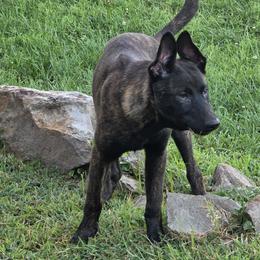 Dutch Shepherd Puppies from Acadia CanineTM