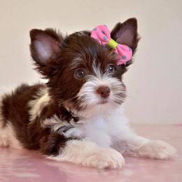 Yorkshire Terrier Puppies from Pampered Companions