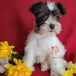 Companion Cross, Miniature Schnauzer, and Yorkshire Terrier Puppies from Puppy Sugars Kennels