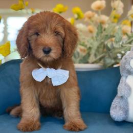 Mikey - blue - Red  male Goldendoodle puppy in Yuciapa, California from AlltheDoodlez_