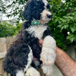 Chester - Black and white male Bernedoodle puppy in Holt, Missouri from Mindys Doodles