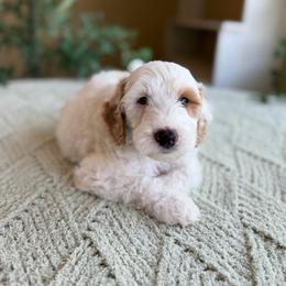 Colin - Parti male Goldendoodle puppy in Barstow, California from Golden Desert Doodles