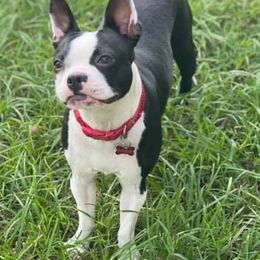Boston Terriers from RCR Bulldogs